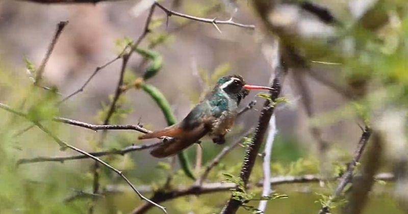 Youtube.com/Pajareando y Conservando